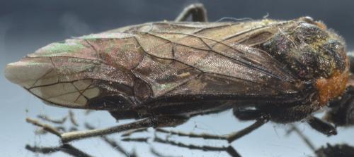 Dolerus sp.